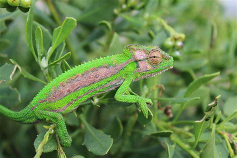 Free Images : wildlife, iguana, fauna, green lizard, camouflage, vertebrate, iguania, lacerta ...