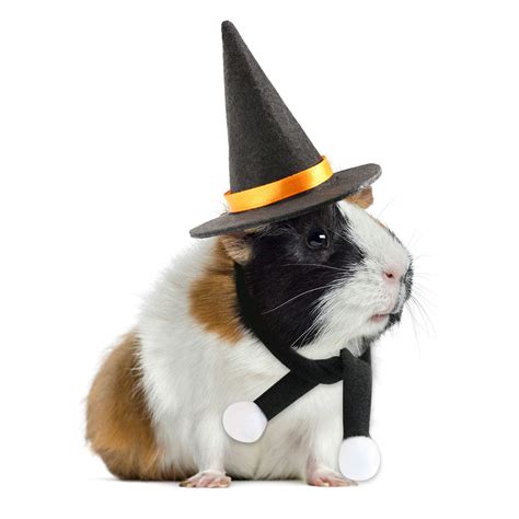 Animals In Cute Costumes