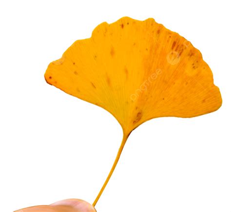 Hand Holding Ginkgo Biloba Leaves, Ginkgo Biloba, Leaves, Autumn PNG ...