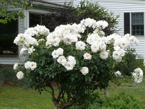 'Iceburg' rose | Garden shrubs, Bush plant, Climbing roses trellis