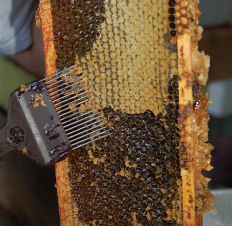 africanized honey bee hive | WP Eklenti Bee Removal