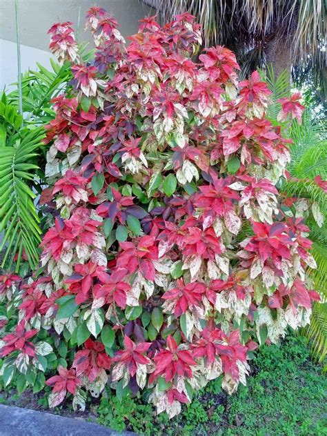 Tri-color Acalypha. Plant info on other pins…. I don't have this ...