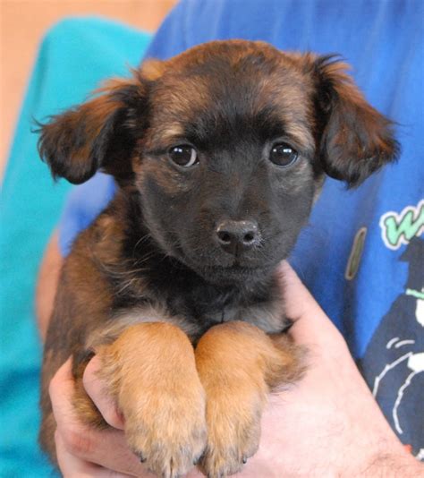 Nevada SPCA Animal Rescue: 3 adorable Poodle mix puppies debuting for adoption.