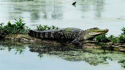 Wildlife of the Louisiana Swamp Lands Series: Reptiles - Bayou Swamp Tours