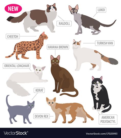 Cat breeds icon set flat style isolated on white Vector Image