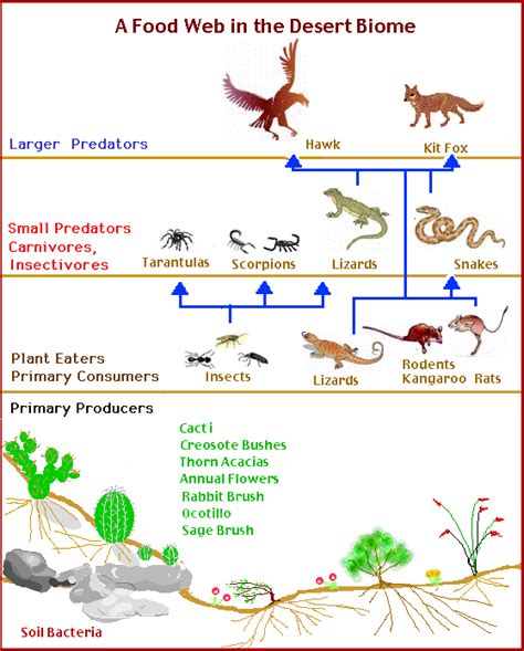 Food Web - Desert Biome Project