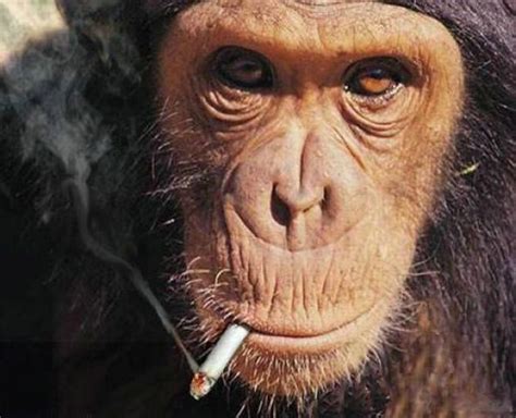 Smoking Monkeys