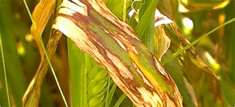 Managing barley leaf diseases in Western Australia | Agriculture and Food