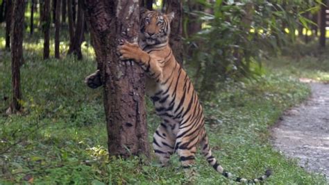 Tiger attacks on the rise in India's coal-rich region | CBC News