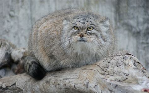 pallas cat - Google Search (Otocolobus manul) | Pallas's cat, Wild cats ...