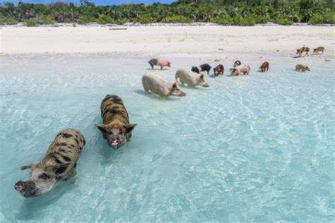 How to visit the Bahamas Swimming Pigs at Pig Beach | Swimming pigs, Pig beach, Pig island bahamas