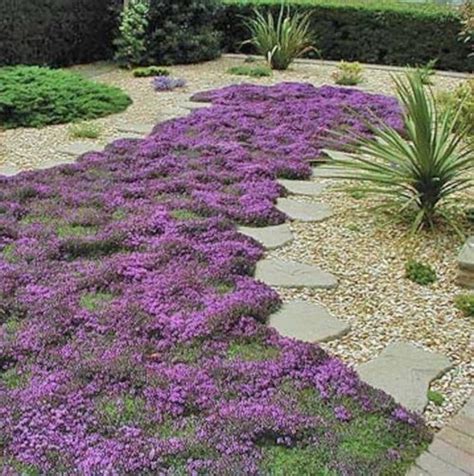 Creeping Thyme Ground Cover Seeds Thymus Serpyllum Magic | Etsy