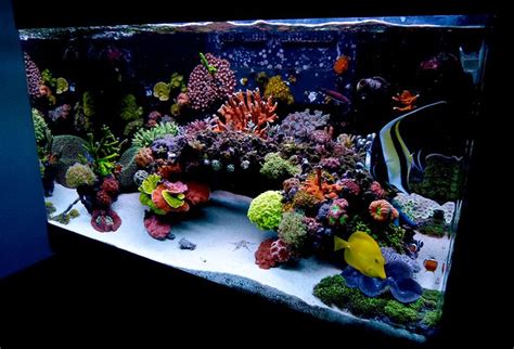 A R C • L a g o o n Nexodos Red Sea Max 250L - Page 2 | Saltwater fish tanks, Saltwater aquarium ...