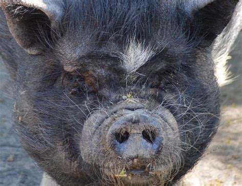 Vietnamese Pot-Bellied Pig - Lehigh Valley Zoo