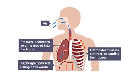 What is respiration and gas exchange? - BBC Bitesize