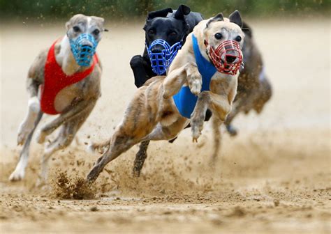 Greyhound racing nears its end in the U.S. | PBS News