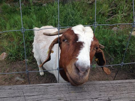 Fencing for Dairy Goats – Mother Earth News