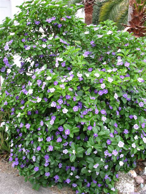 The Yesterday Today and Tomorrow plant (Brunfelsia) is a tropical plant ...