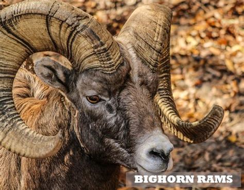 Argali Sheep - Altai Argali (Ovis Ammon) - Endangered Animal