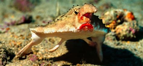 The Red Lipped Batfish of the Galapagos - Master Liveaboards