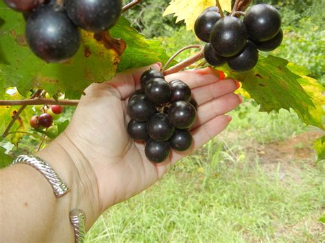 Southland Muscadine | Muscadine Plants | Ison's Nursery & Vineyard