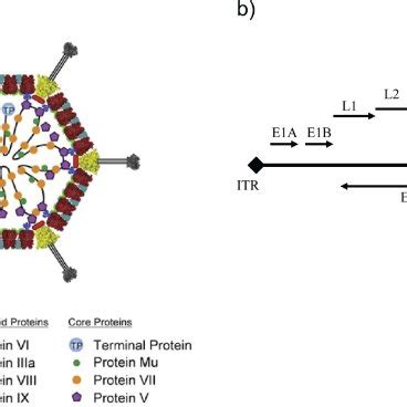 A) Adenovirus capsid is composed of three major and four minor ...