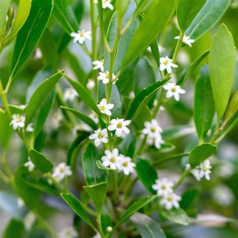 Inkberry (Ilex glabra) - Bowman's Hill Wildflower Preserve