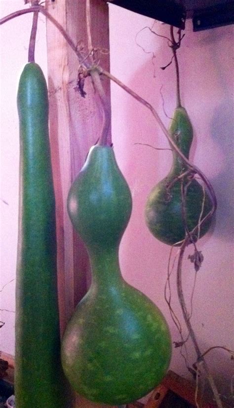 Drying gourds! Tie up in the garage to dry, then paint or drill for birdhouses! (The one on the ...