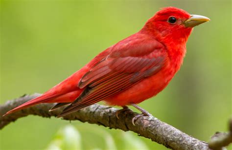 Summer Tanager - American Bird Conservancy