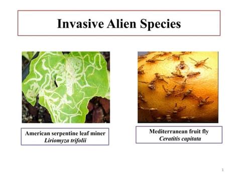 Invasive Alien Plant Species Assessment in Urban Ecosystem: A Case ...