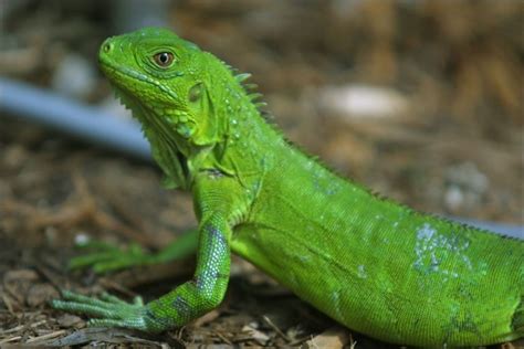 Iguana | Iguana verde, Iguanas, Iguana