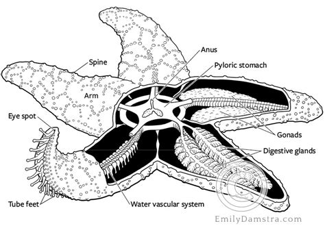 Anatomy Of A Starfish