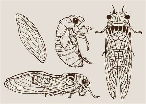 Pin de Jax Schaeffer em CICADA | Insect tattoo, Tatuagem de inseto, Cigarra tatuagem