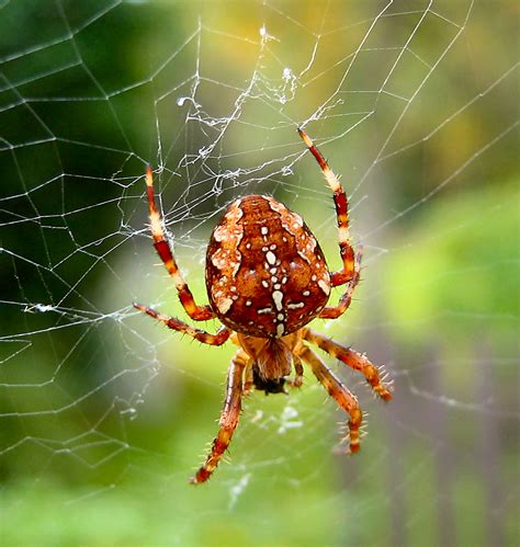 File:Spider Araneus diadematus.jpg - Wikimedia Commons