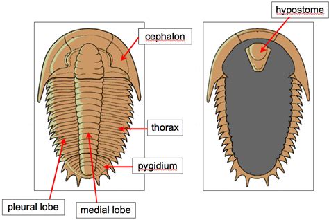 Trilobite body divisions