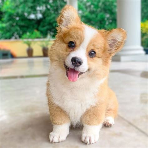 This 5-Month-Old Corgi Is Just A Fluffy Ball Of Joy (31 Pics) - Success ...