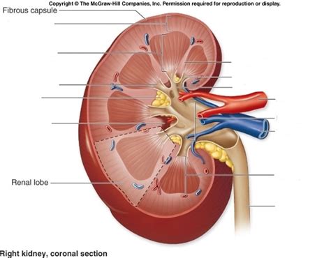 Kidneys Diagram | Quizlet