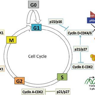 Overview of the eukaryotic cell cycle. The eukaryotic cell cycle ...