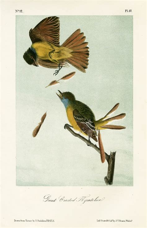 Audubon Bird Prints from Birds of America, 1st octavo edition 1840-1844