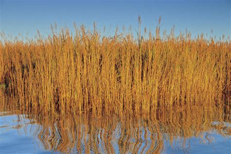 Spartina Cord Grasses In Salt Marshes Photograph by Peter Essick - Fine Art America