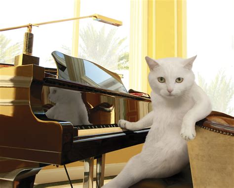 Cats: Be The Piano. 1 by Aniim3-L0v3r on DeviantArt