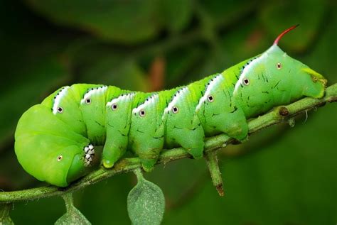 Tomato Hornworm Moth Life Cycle