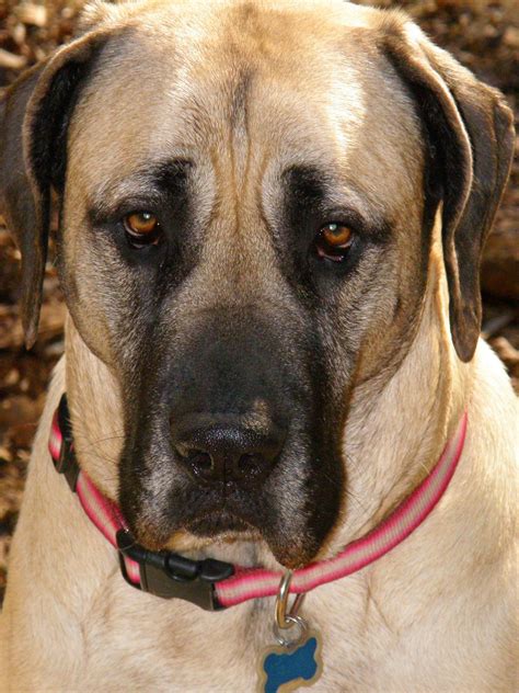 Beautiful american mastiff is just starring - Pet Paw