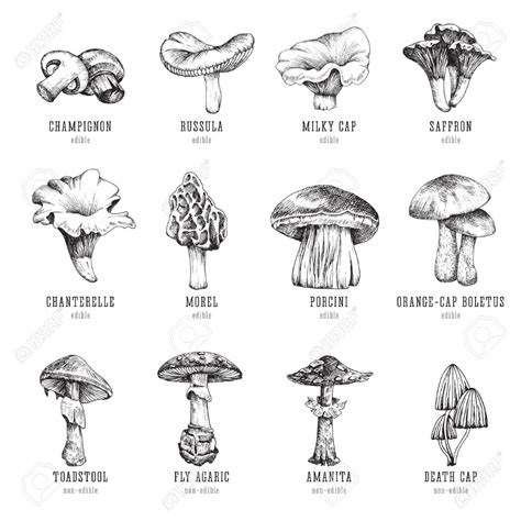 Forest types of mushrooms collection, edible and non-edible boletus in retro sketch vector style ...