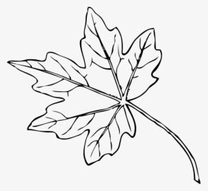 Chinar Leaf PNG Images, Free Transparent Chinar Leaf Download - KindPNG