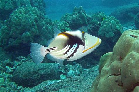 humuhumu-nukunuku-apua'a | lagoon triggerfish | BarryFackler | Flickr