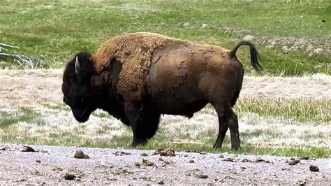 The Bison of Yellowstone - YouTube