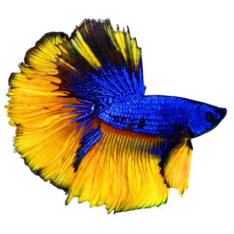 Betta Fish PNG Image, Betta Fish Png Free Download, Betta Fish, Betta ...