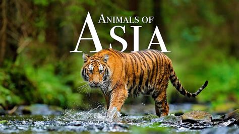 Animals of Asia 4K - Scenic Wildlife Film With Calming Music - YouTube