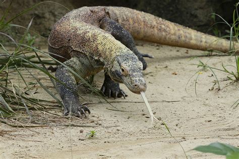 Komodo Dragon Conservation on Flores Island